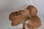 Cuccioli di Magyar Vizsla - Bracco Ungherese a pelo Corto - Foto n. 6