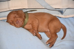 Cuccioli di Magyar Vizsla - Bracco Ungherese a pelo Corto - Foto n. 7