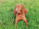 Cuccioli di Magyar Vizsla - Bracco Ungherese a pelo Corto - Foto n. 8