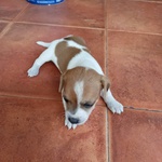 Vendo Cuccioli di jack Russel