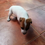 Vendo Cuccioli di jack Russel - Foto n. 2