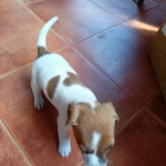 Vendo Cuccioli di jack Russel - Foto n. 5