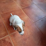 Vendo Cuccioli di jack Russel - Foto n. 6