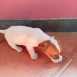 Vendo Cuccioli di jack Russel - Foto n. 7