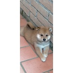 Cuccioli shiba inu