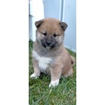 Cuccioli Shiba Inu - Foto n. 2