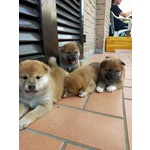 Cuccioli Shiba Inu - Foto n. 4
