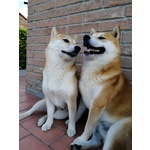 Cuccioli Shiba Inu - Foto n. 5