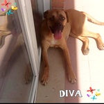 Diva 1 anno Cerca casa - Super Adozione del Cuore!! - Foto n. 1