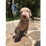 INCANTEVOLI CUCCIOLI DI WEIMARANER