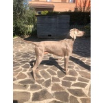 Incantevoli Cuccioli di Weimaraner - Foto n. 2