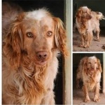 Orange Setter Giovane da 2anni in 1canile che sta X Chiudere! Viterbo Sos