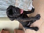 Cuccioli di cane Corso - Foto n. 1