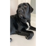 🐶 Labrador maschio in vendita a Napoli (NA) da privato