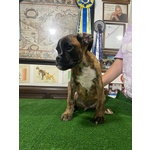 🐶 Boxer maschio di 1 anno e 10 mesi in vendita a Rimini (RN) e in tutta Italia da privato