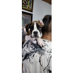 Cucciolo di Boxer - Foto n. 1