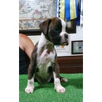 🐶 Boxer maschio di 7 settimane (cucciolo) in vendita a Abano Terme (PD) e in tutta Italia da privato