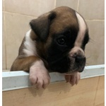 🐶 Boxer maschio di 7 settimane (cucciolo) in vendita a Firenze (FI) da privato