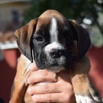 Delizioso Cucciolo di Boxer