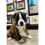 Adorabile Cucciolo di Boxer