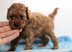 Cuccioli Barboncino Piccolo Albicocca, 2 mesi Compiuti - Foto n. 3