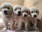 Cuccioli Golden Retriever Bianchi, 2 mesi Compiuti