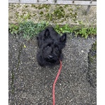 Scottish Terrier - Foto n. 1