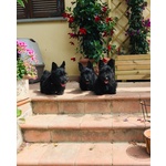 Scottish Terrier - Foto n. 2