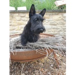 Scottish Terrier - Foto n. 3