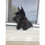 Scottish Terrier - Foto n. 4