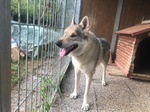 🐶 Lupo Cecoslovacco maschio in adozione a Belluno (BL) e in tutta Italia da privato