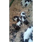Vendo Cuccioli Bracco Tedesco - Foto n. 3
