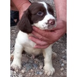 Springer Spaniel