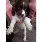 Springer Spaniel - Foto n. 2