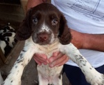 Springer Spaniel - Foto n. 3