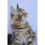 Femmina Maine coon xxl con Pedigree