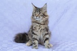 Femmina Maine coon xxl con Pedigree - Foto n. 2