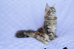 Femmina Maine coon xxl con Pedigree - Foto n. 3