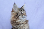 Femmina Maine coon xxl con Pedigree - Foto n. 4