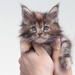 Cuccioli Maine coon alta Genealogia con Pedigree