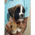 Il tuo Cucciolo di Boxer ti sta Aspettando!!! - Foto n. 2