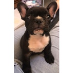 🐶 Bulldog Francese femmina di 4 mesi in vendita a Monza (MB) da privato