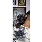 🐶 Boxer maschio di 8 settimane (cucciolo) in vendita a Brescia (BS) da privato