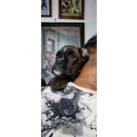 Il Nostro Cucciolo di Boxer ti sta Aspettando!!! 3516521415