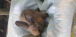 Coniglio Testa di Leone - Foto n. 3