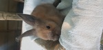 Coniglio Testa di Leone - Foto n. 4