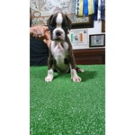 Disponibile Cucciolo di Boxer di alta Genealogia - Foto n. 1