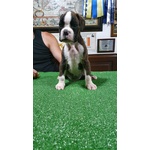 Disponibile Cucciolo di Boxer di alta Genealogia - Foto n. 2