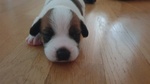 🐶 Jack Russel maschio di 8 settimane (cucciolo) in vendita a Francavilla al Mare (CH) e in tutta Italia da privato