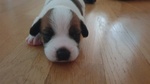 Vendo 3 jack Russwl con Pedigree - Foto n. 1